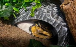 Mixed Breed reptiles for sale: Lots of reptiles for rehome - Image 5