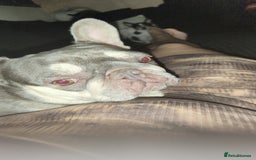 French Bulldog dogs for sale: Girl French bulldog - Image 1