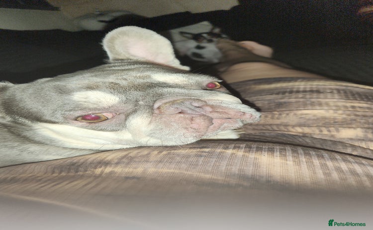 French Bulldog dogs - Advert 14