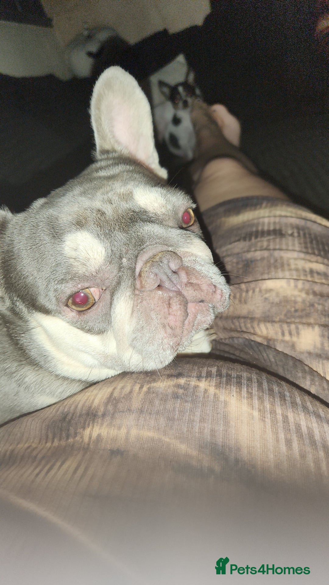 French Bulldog dogs for sale: Girl French bulldog - Image 1