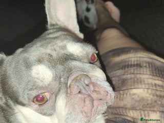 French Bulldog dogs - Advert 32