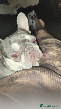 French Bulldog dogs - Advert 15