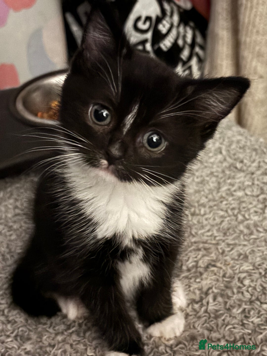 Mixed Breed cats for sale: READY NOW  - Advert 19