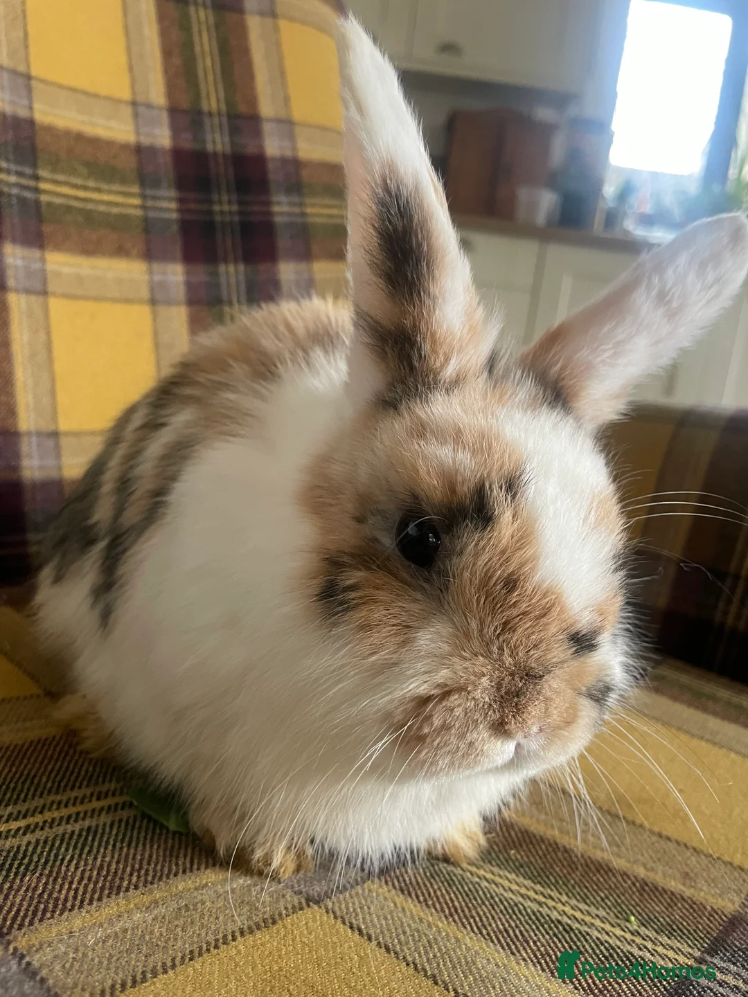 Mini Lop rabbits for sale: Mini Lop rabbits  - Advert 6