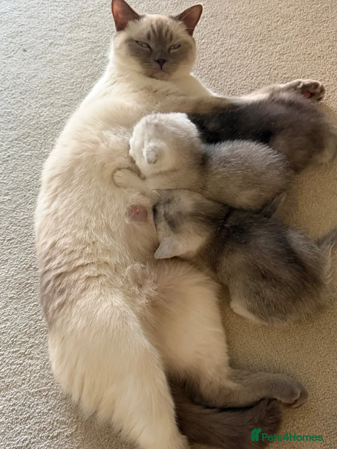 British Shorthair cats for sale: British Shorthair Silver shaded  - Advert 10