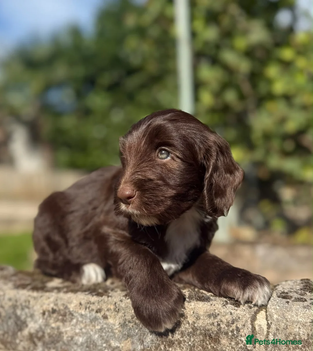 Australian Labradoodle dogs for sale: Australian labradoodles  in Leicester - Advert 2