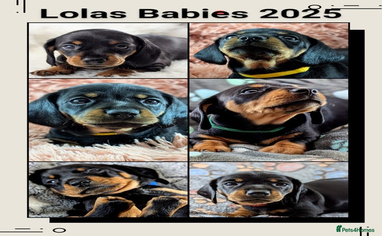 Miniature Dachshund dogs - Advert 1