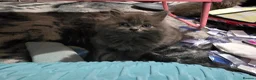 Persian cats for sale: 3 beautiful kittens ready now  - Advert 23
