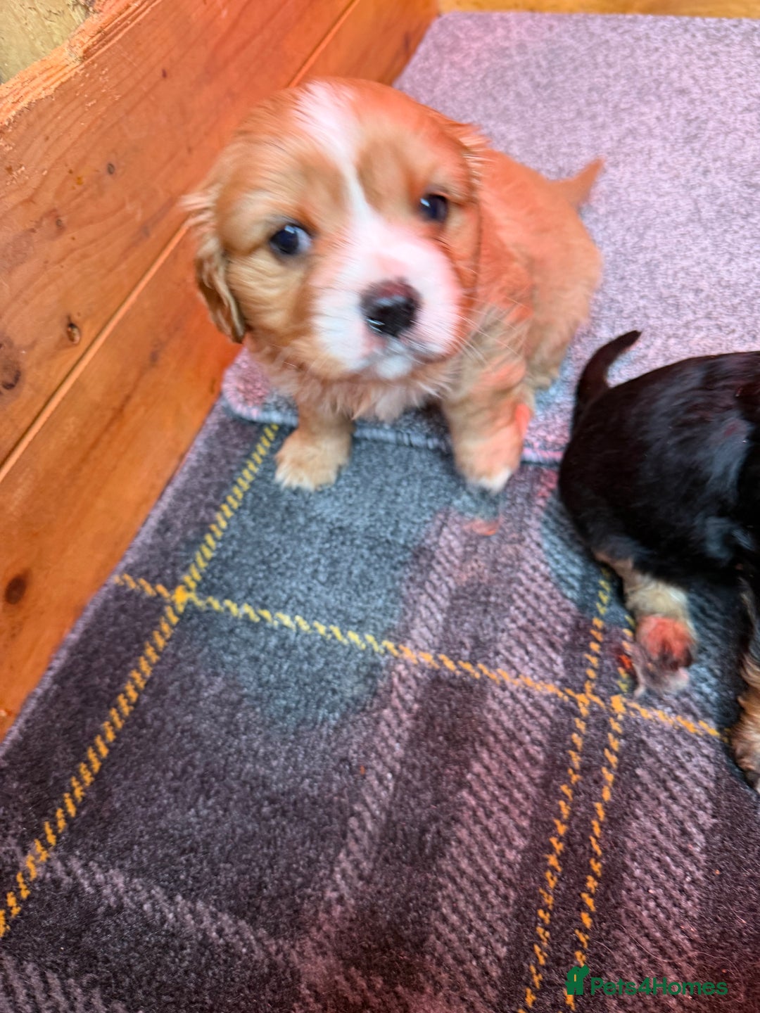 Cavalier King Charles Spaniel dogs for sale: Cavalier King Charles Puppys  - Advert 4
