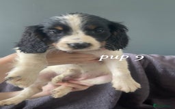 Sprocker dogs for sale: Sprocker spaniels  - Image 5