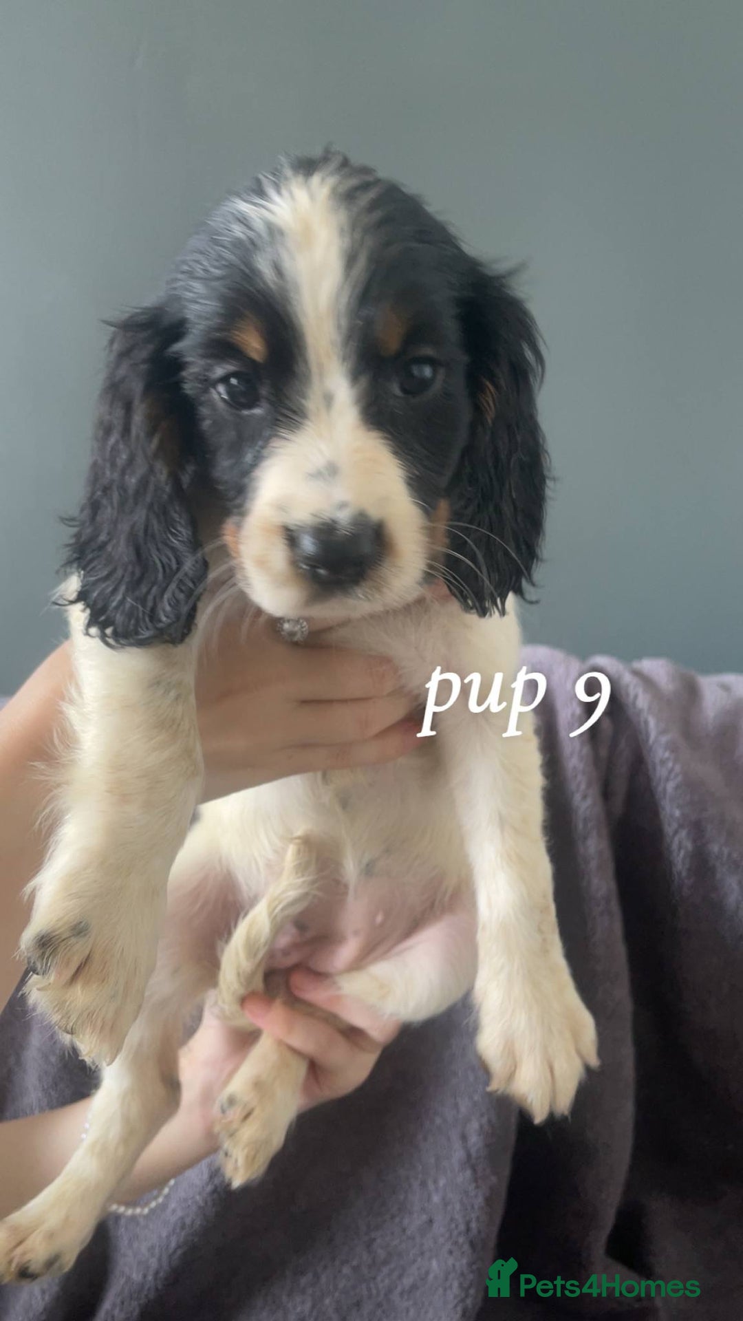 Sprocker dogs for sale: Sprocker spaniels  - Image 5