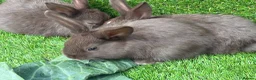 Mixed Breed rabbits for sale: Chocolate button baby’s  - Advert 3