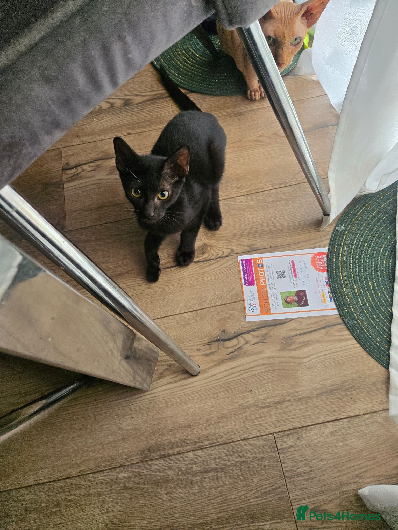 Mixed Breed cats Sphynx Lykoi kittens  - Advert 2