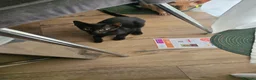 Mixed Breed cats for sale: Sphynx Lykoi kittens  - Advert 2