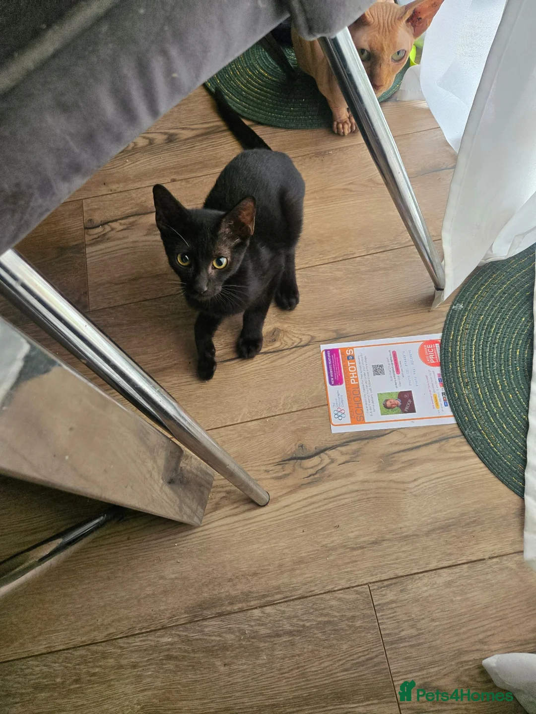 Mixed Breed cats for sale: Sphynx Lykoi kittens  - Advert 2