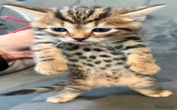 Bengal cats for sale: Stunning litter of Pure Bengals - Image 11
