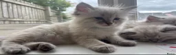 Ragdoll cats for sale: ✨ READY SOON ✨ Ragdoll Siberian Kittens - Advert 5
