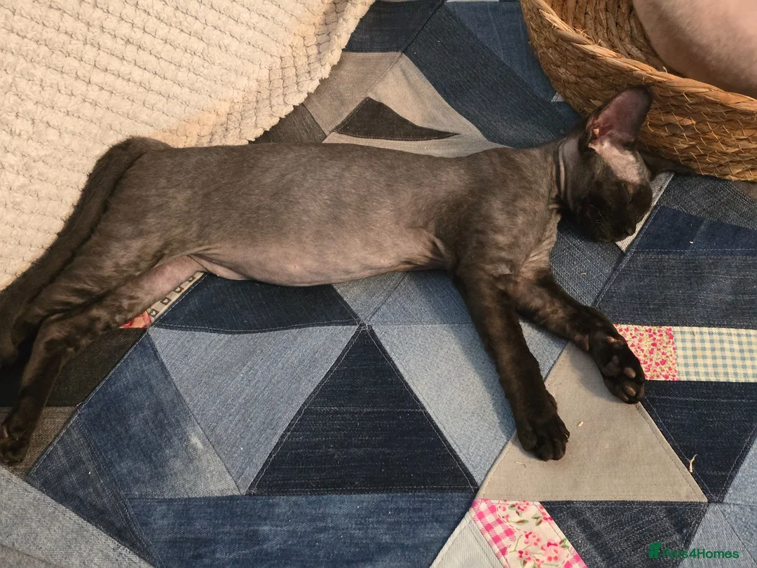 Devon Rex cats for sale: Ready now Black Devon Rex boy - Advert 2
