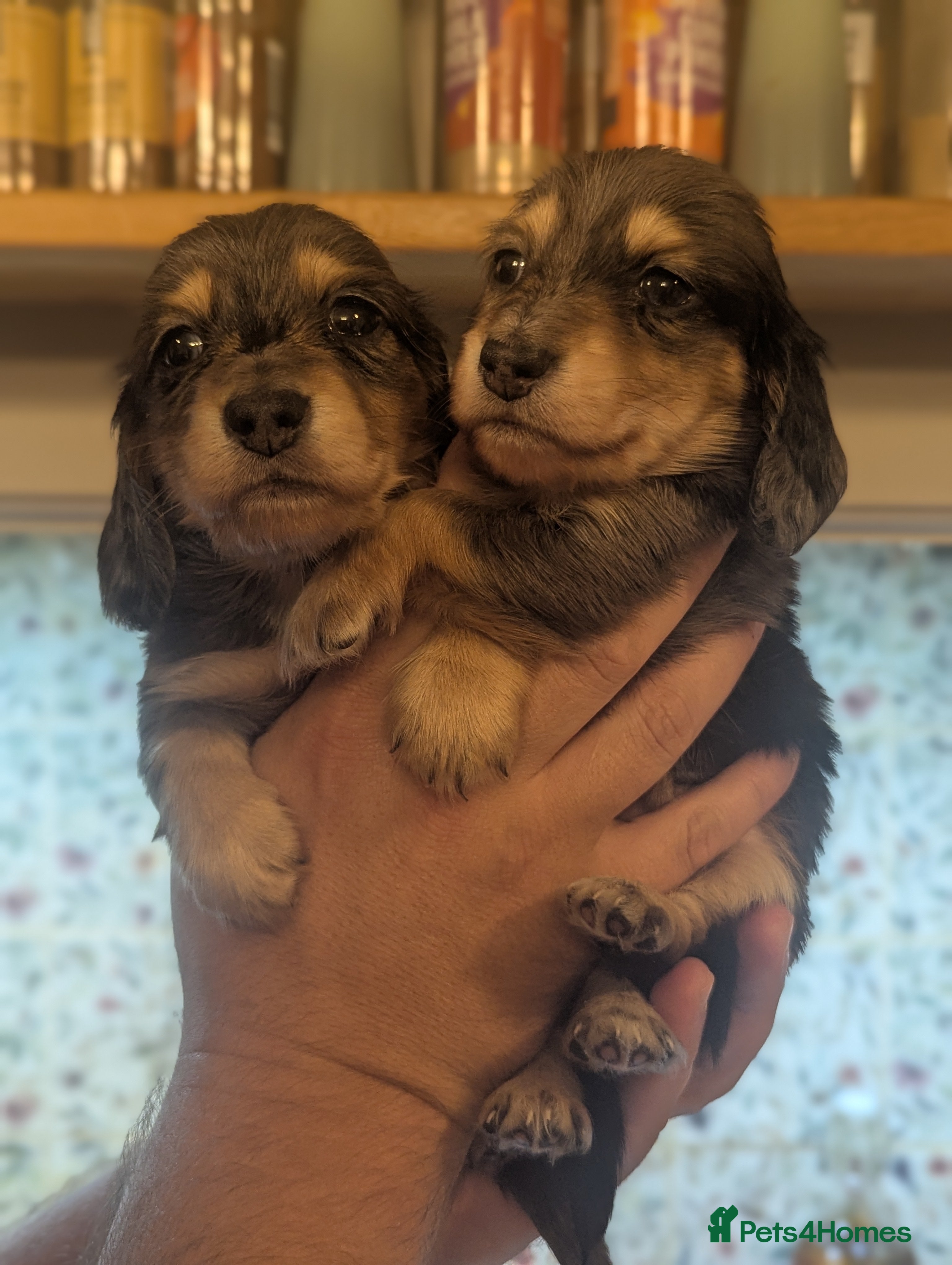 Miniature Dachshund dogs 🏅 KC Long Haired Black/Cream dapples - Advert 18