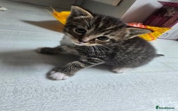 Mixed Breed cats for sale: Kittens - Image 1