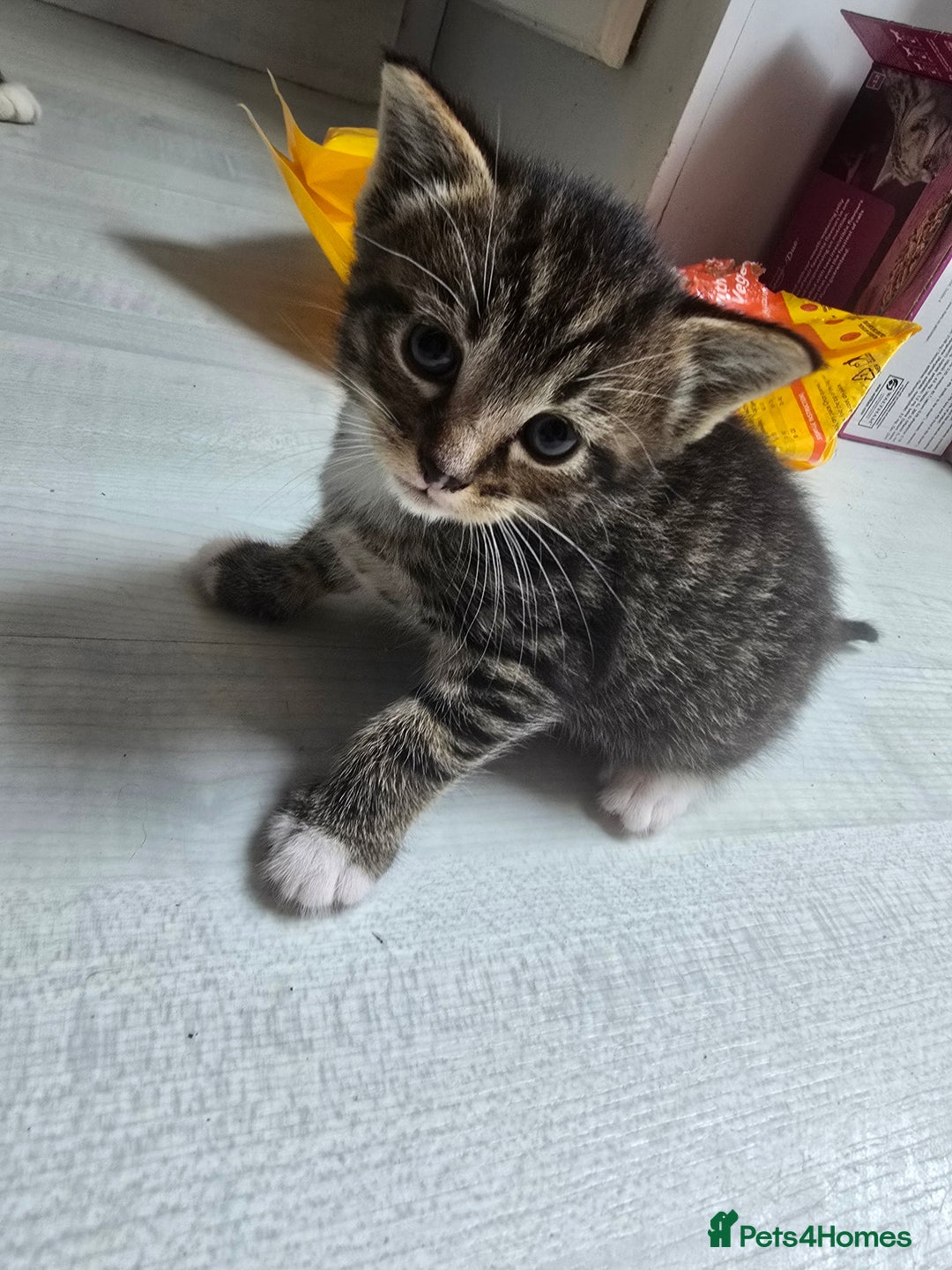 Mixed Breed cats for sale: Kittens - Image 1