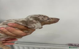 Miniature Dachshund dogs for sale: Adorable litter ready August 22nd ❤️❤️❤️💙  - Image 4