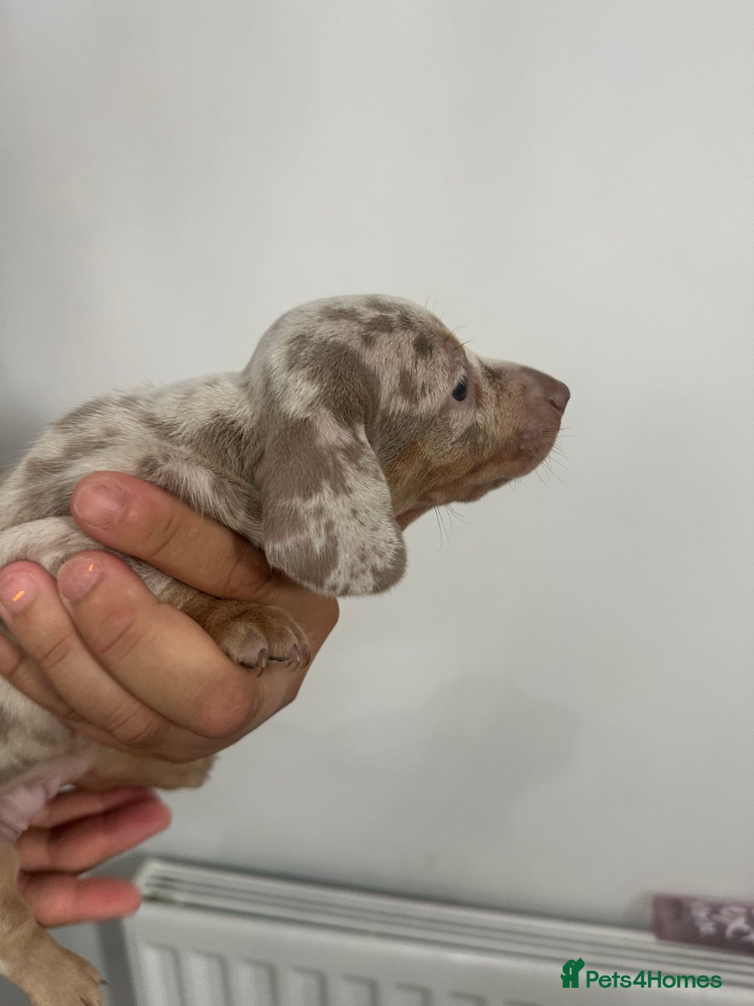Miniature Dachshund dogs for sale: Adorable litter ready August 22nd ❤️❤️❤️💙  - Image 4