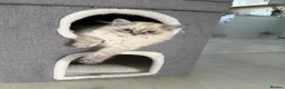Siberian cats for sale: 💎Championship Line - Last Available Kitten💎 - Advert 7