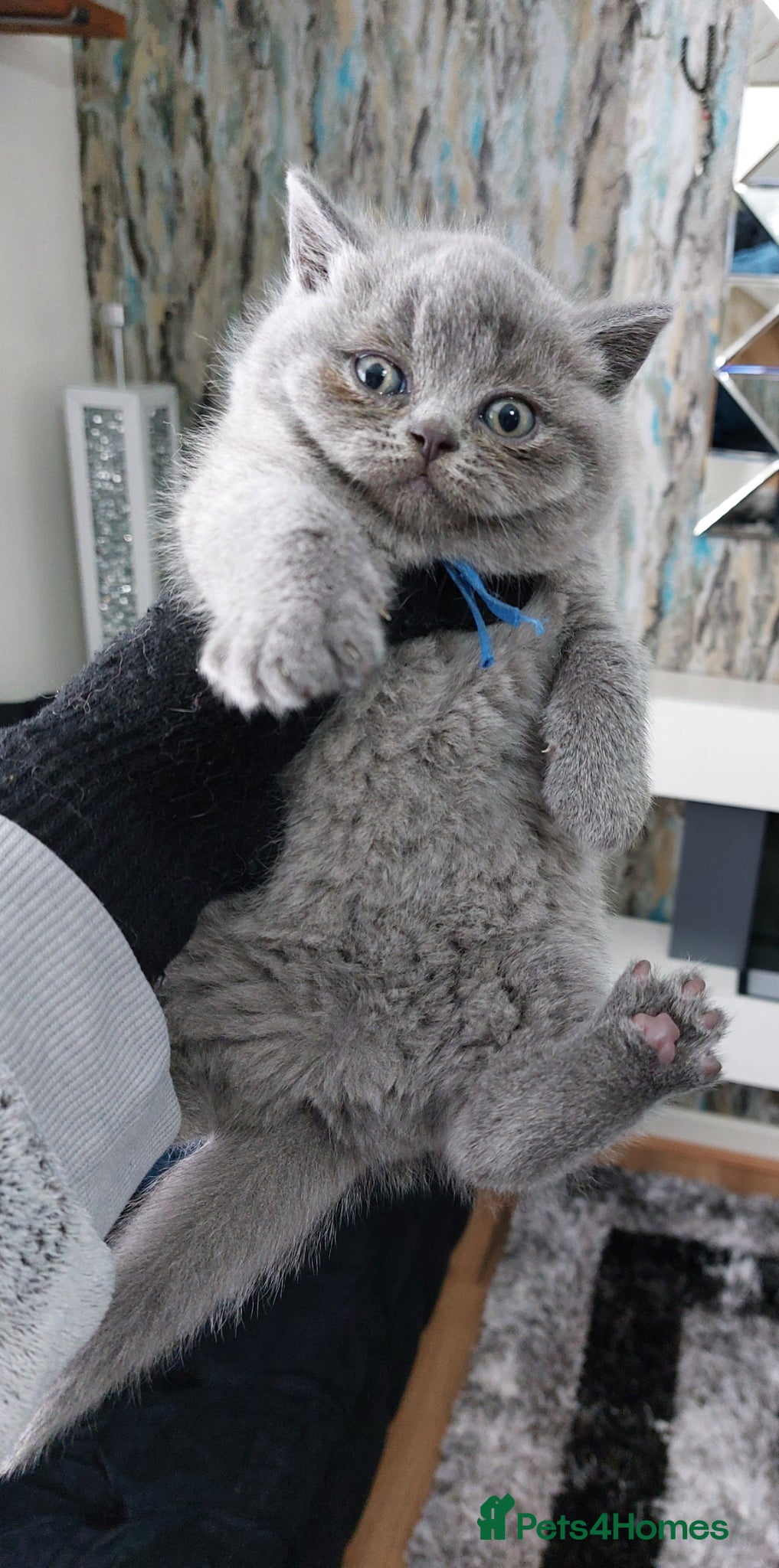 British Shorthair cats 🏆❤️‍🔥IMPECCABLE🌟CHAMPIONS🏆🐻🐾 - Advert 2