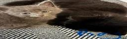 Mixed Breed cats for sale: Mixed litter, beautiful grey and black mixed breed in Romsey - Advert 1