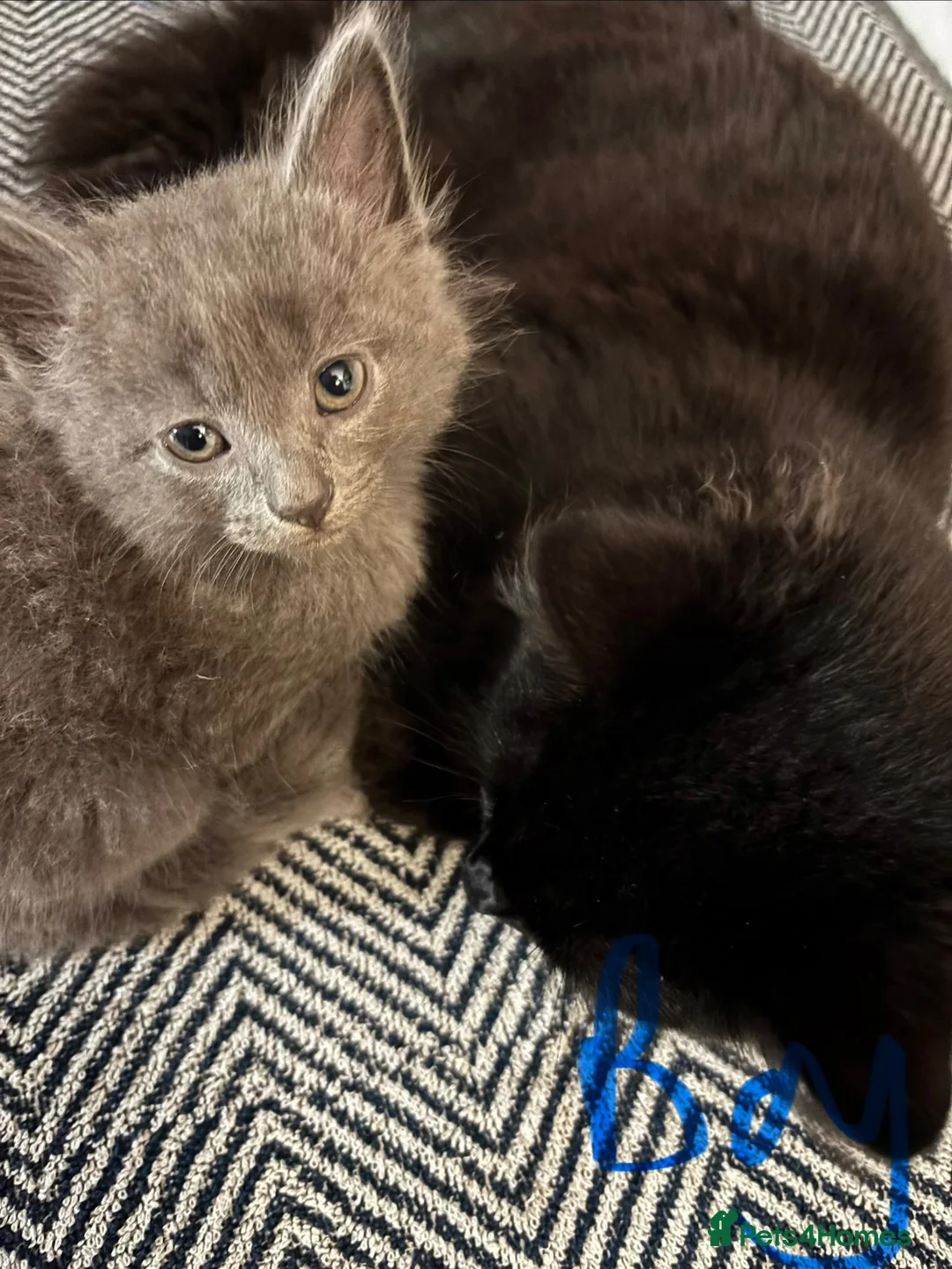 Mixed Breed cats for sale: Mixed litter, beautiful grey and black mixed breed in Romsey - Advert 1