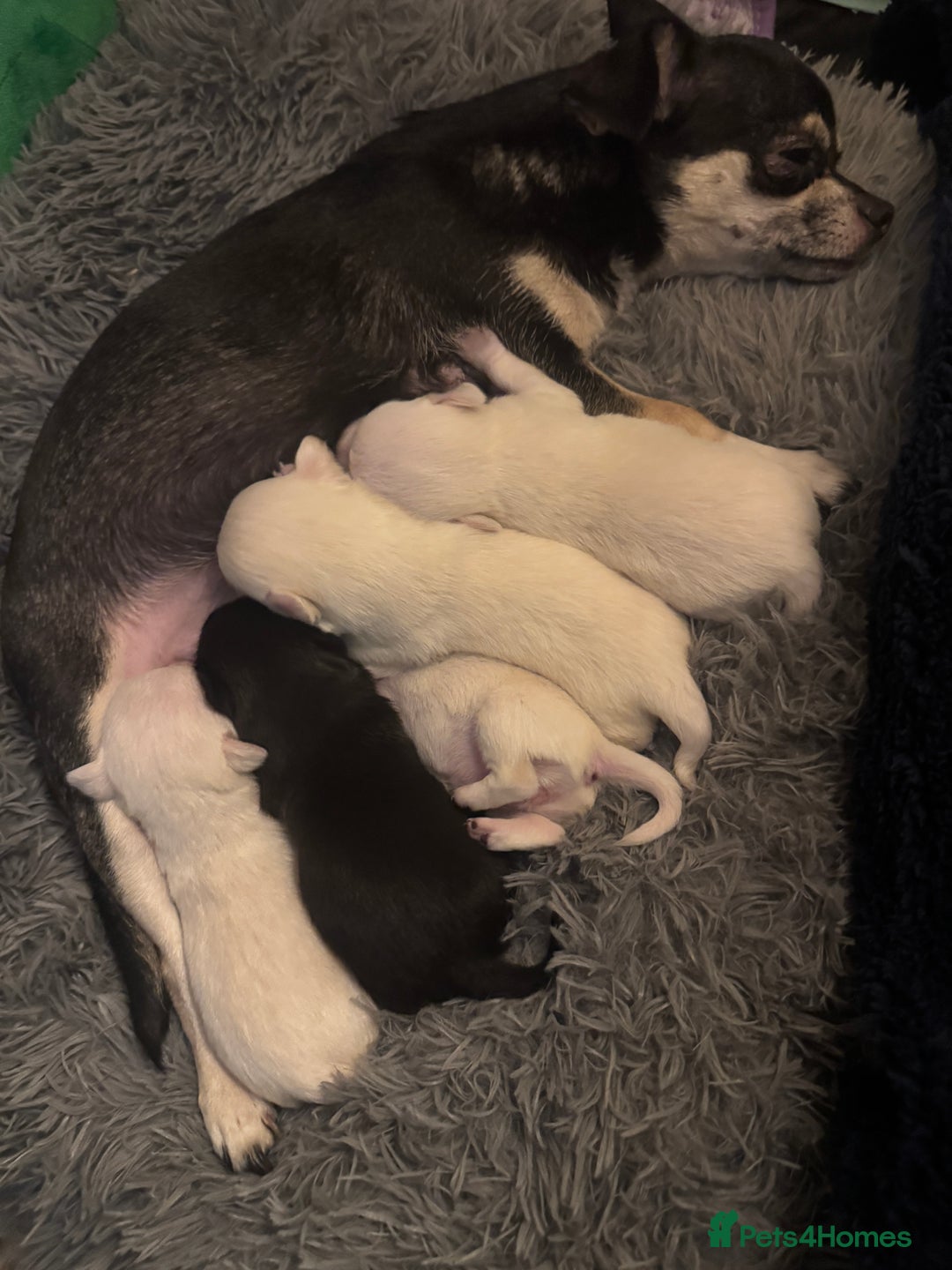 Chihuahua dogs for sale: stunning kc registered chihuahua pups 🫶🏼 - Image 5