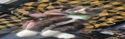 Ragdoll cats for sale: 11 Half-Ragdolls from £100 (READY TO LEAVE) - Advert 9