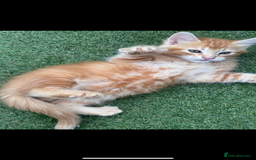 Domestic Shorthair cats for sale: 1 ginger male and 1 ginger/black female ready now  - Image 1