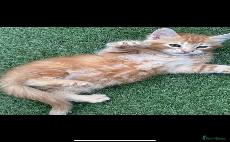 Domestic Shorthair cats - Advert 7