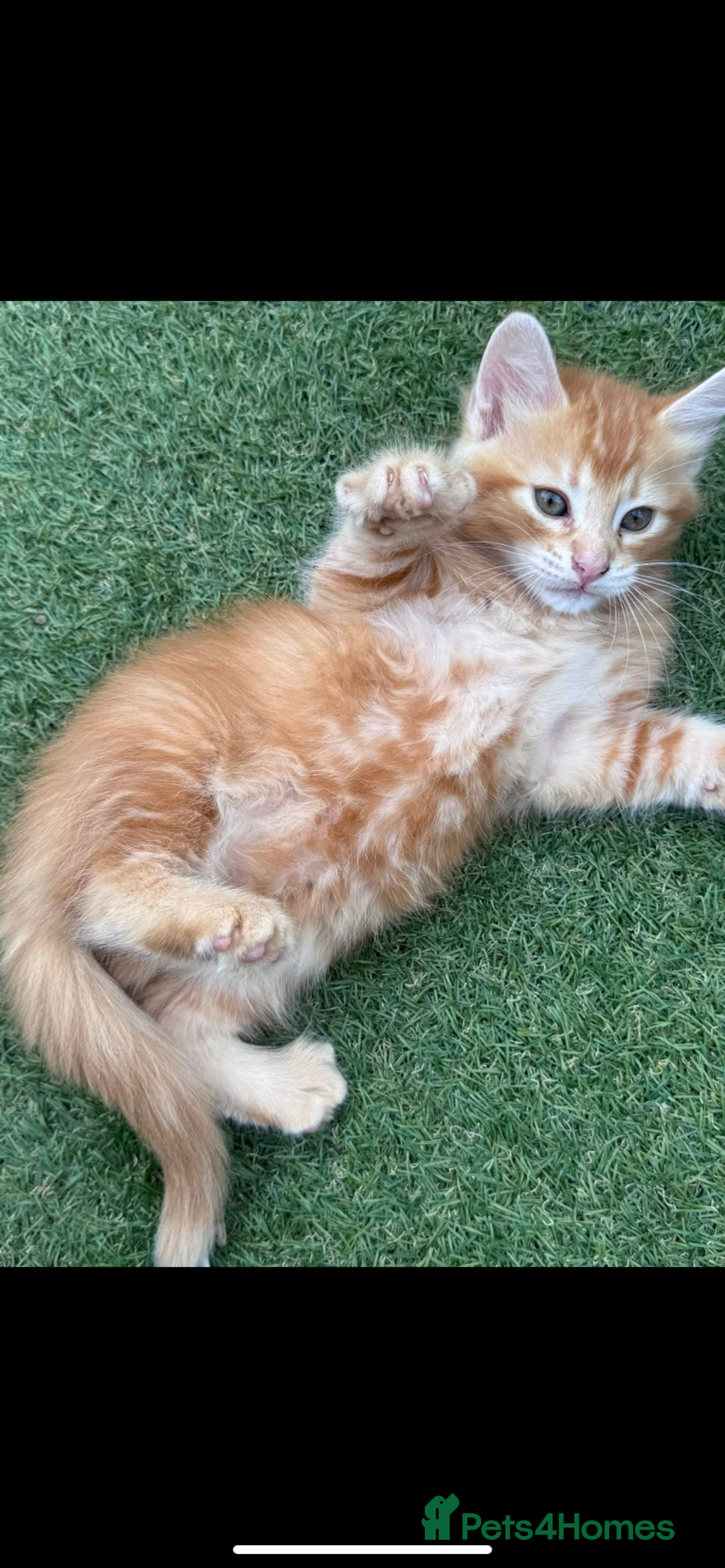 Domestic Shorthair cats for sale: 1 ginger male and 1 ginger/black female ready now  - Image 1