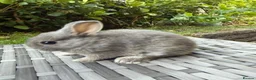 Netherland Dwarf rabbits for sale: Purebred Netherland Dwarf - Advert 10