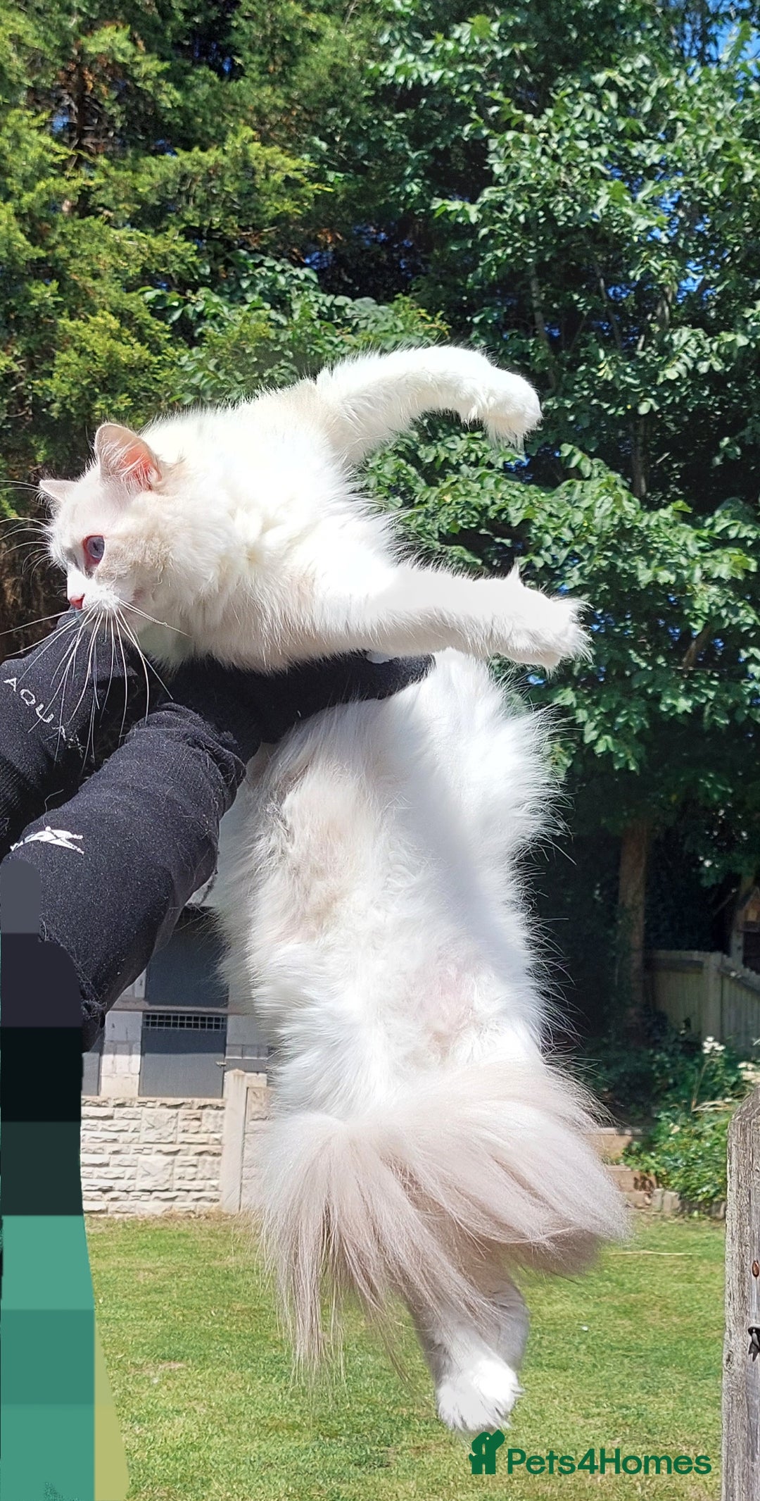Ragdoll cats for sale: 🔥PRESTIGIOUS BEAST SIZE EU FEMALE🔥  - Advert 5