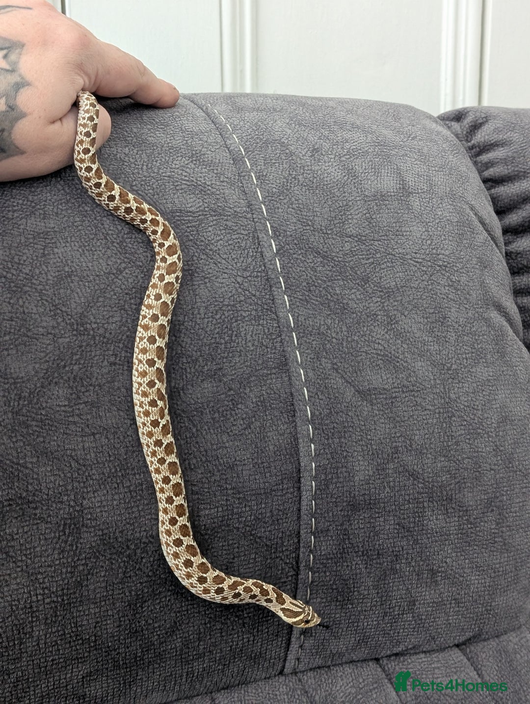 Snake reptiles for sale: Hognose with vivarium  - Image 4