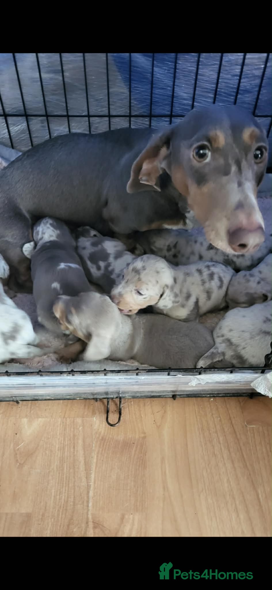 Dachshund dogs Mini dapple pups for sale  - Advert 2