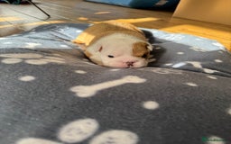 English Bulldog dogs for sale: English bulldog pups available 1/12/25 - Image 5