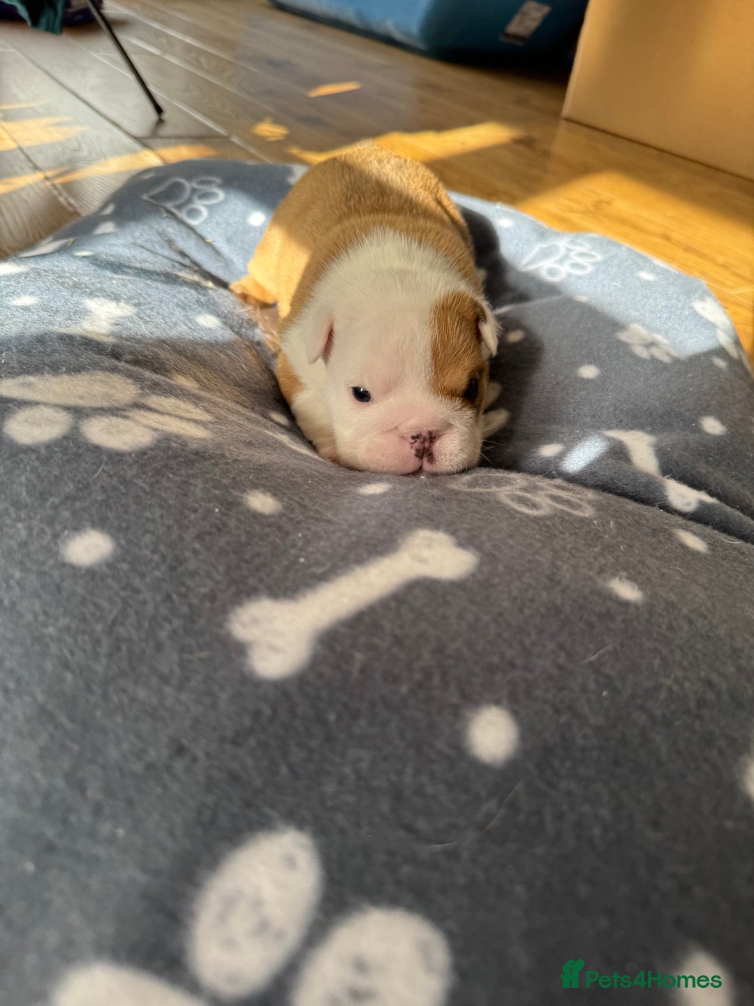 English Bulldog dogs for sale: English bulldog pups available 1/12/25 - Image 5