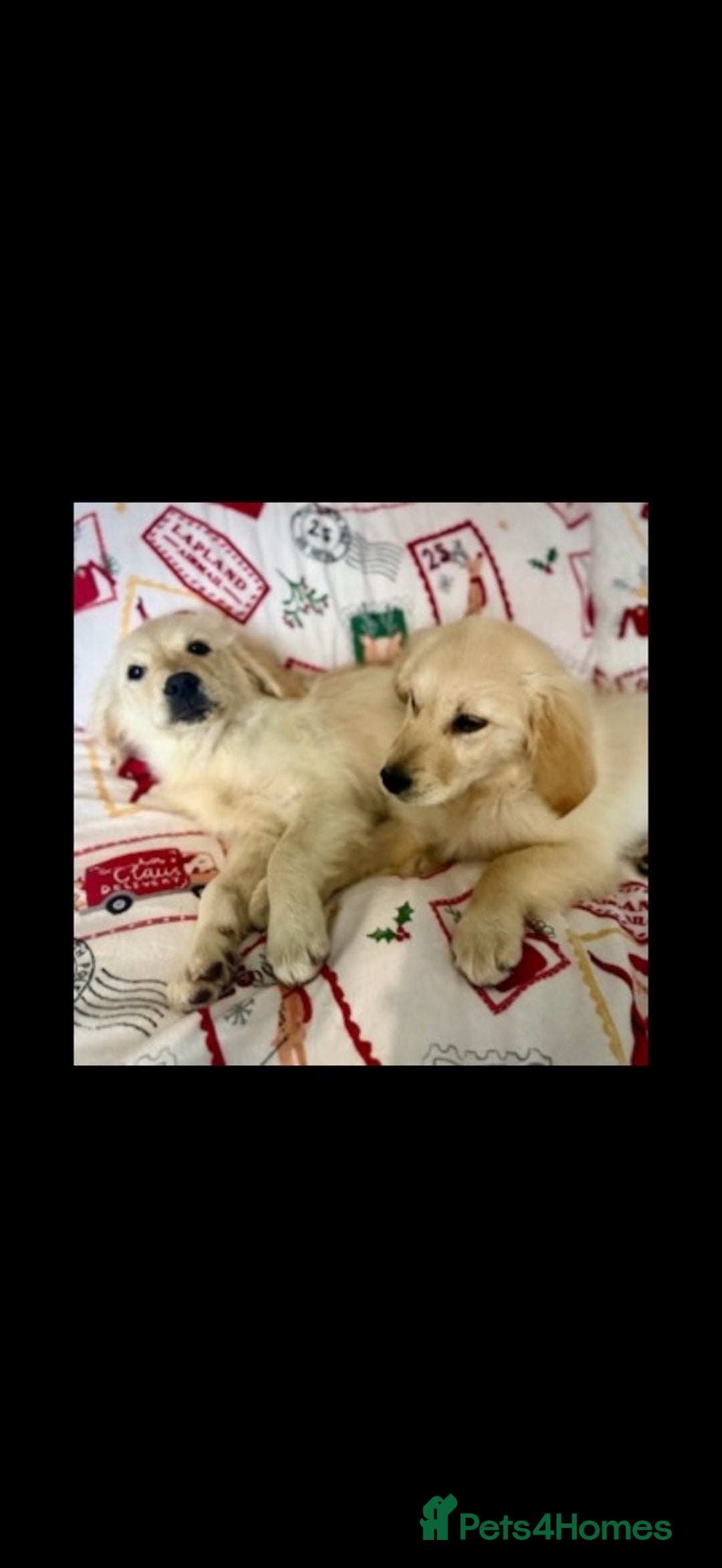 Golden Retriever dogs for sale: Adorable 8-week-old Golden Retriever puppies  - Advert 2
