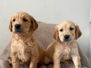 Golden Retriever dogs KC registered golden retriever puppies - Advert 1