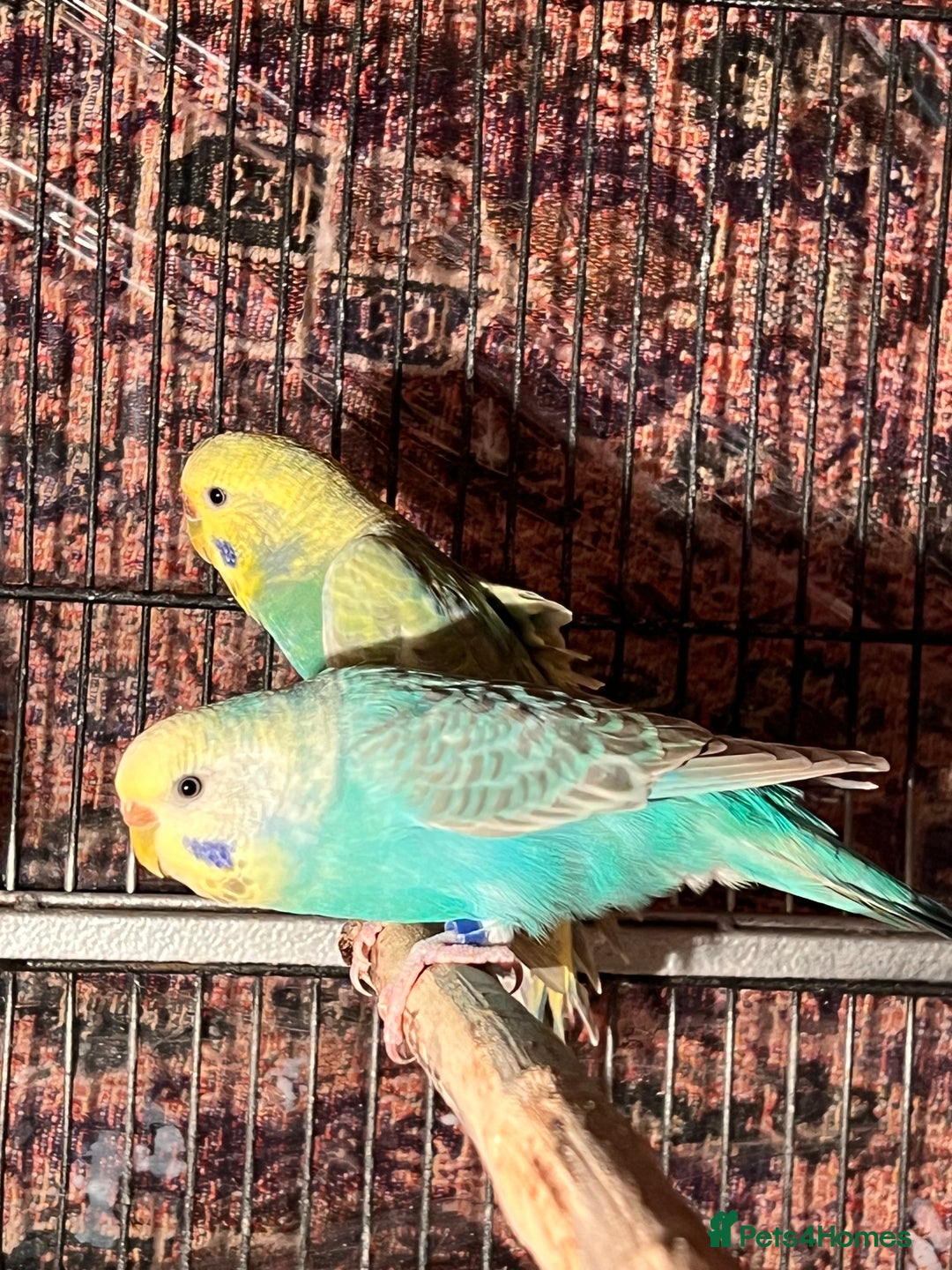 Budgerigars birds for sale: Rainbow budgies pair - Advert 2
