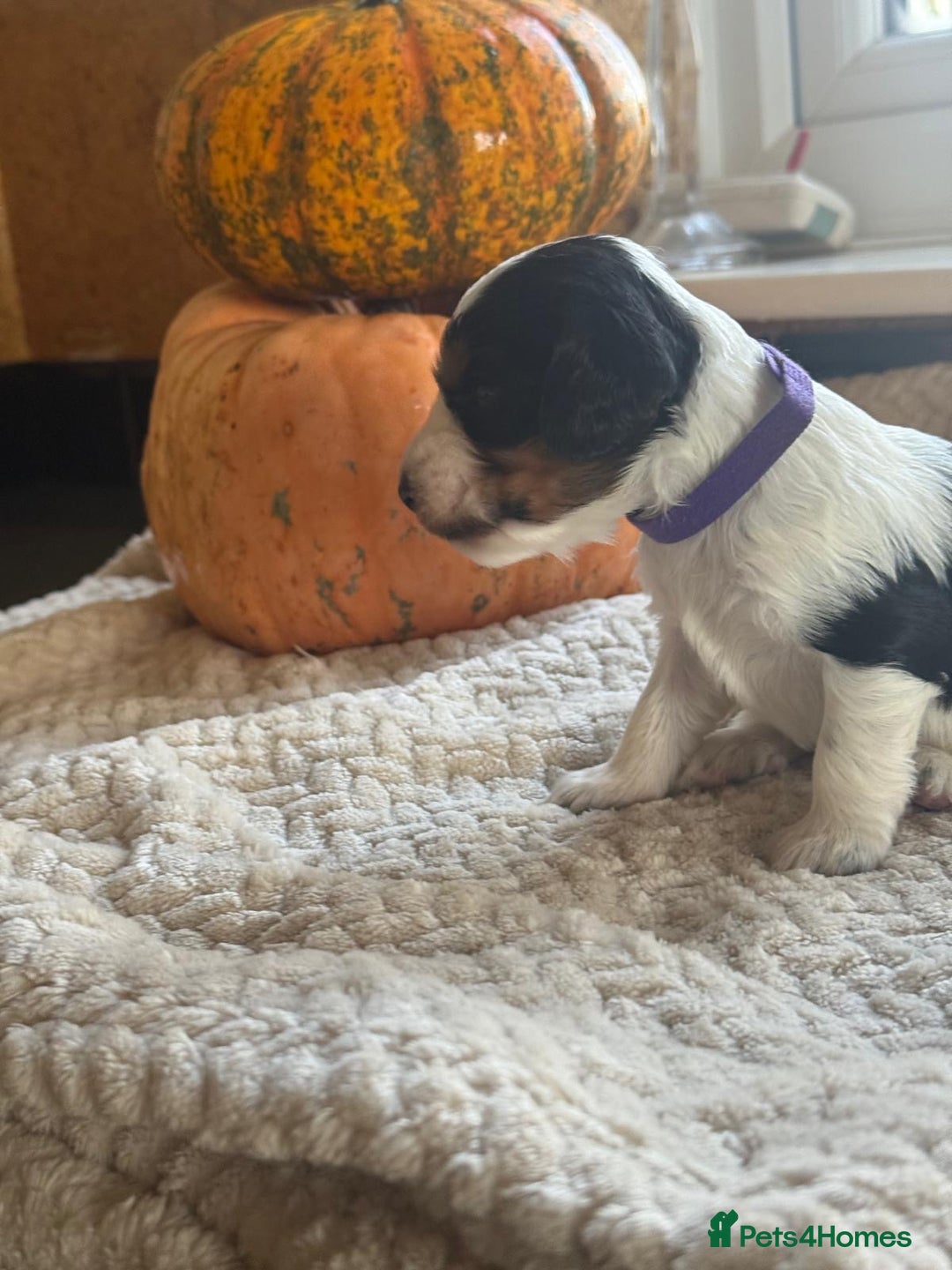 Cocker Spaniel dogs for sale: Show cocker spaniels  - Advert 8