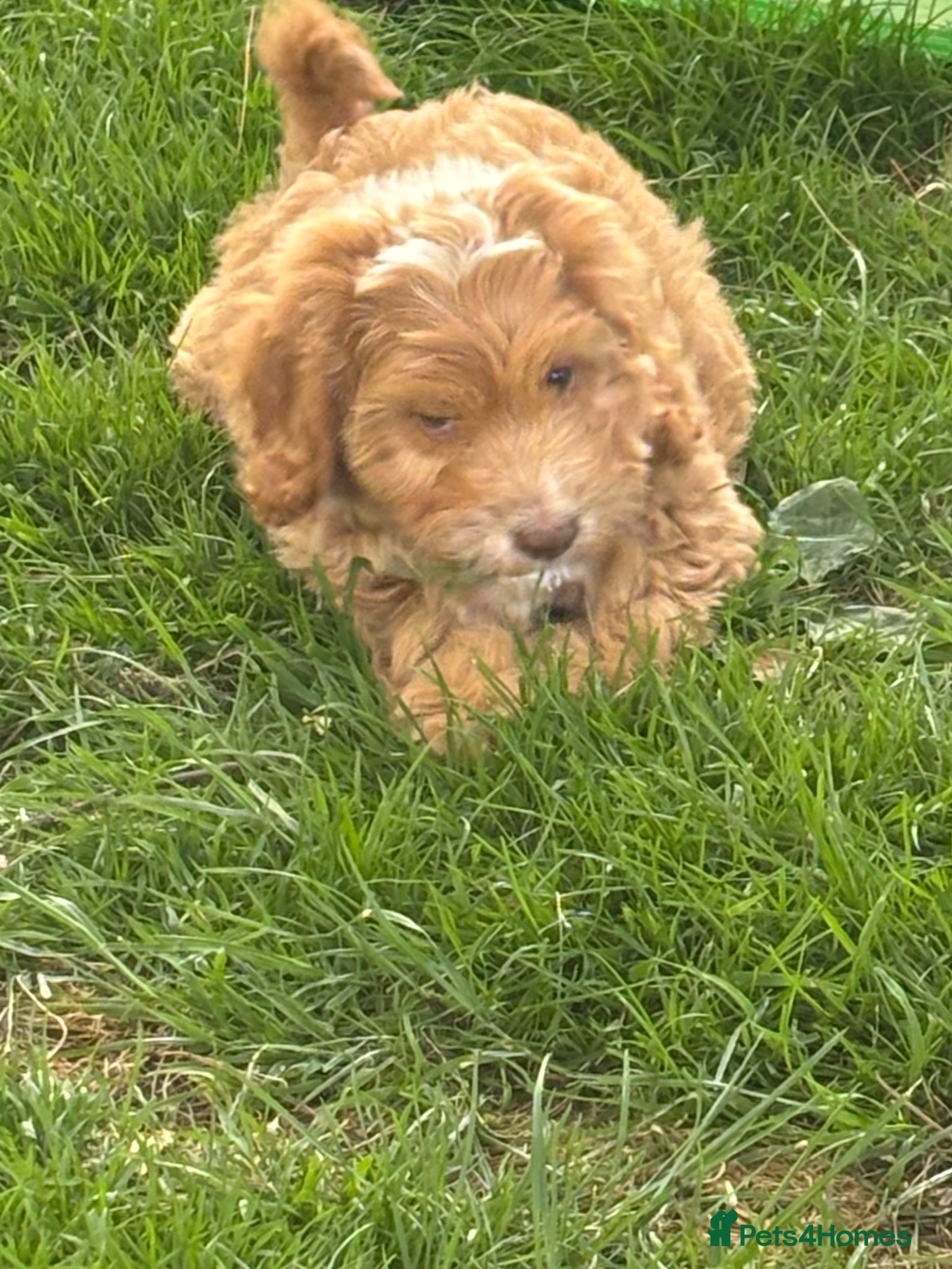 Sproodle dogs One little girl left Beautiful Sproodle ready Now - Advert 1