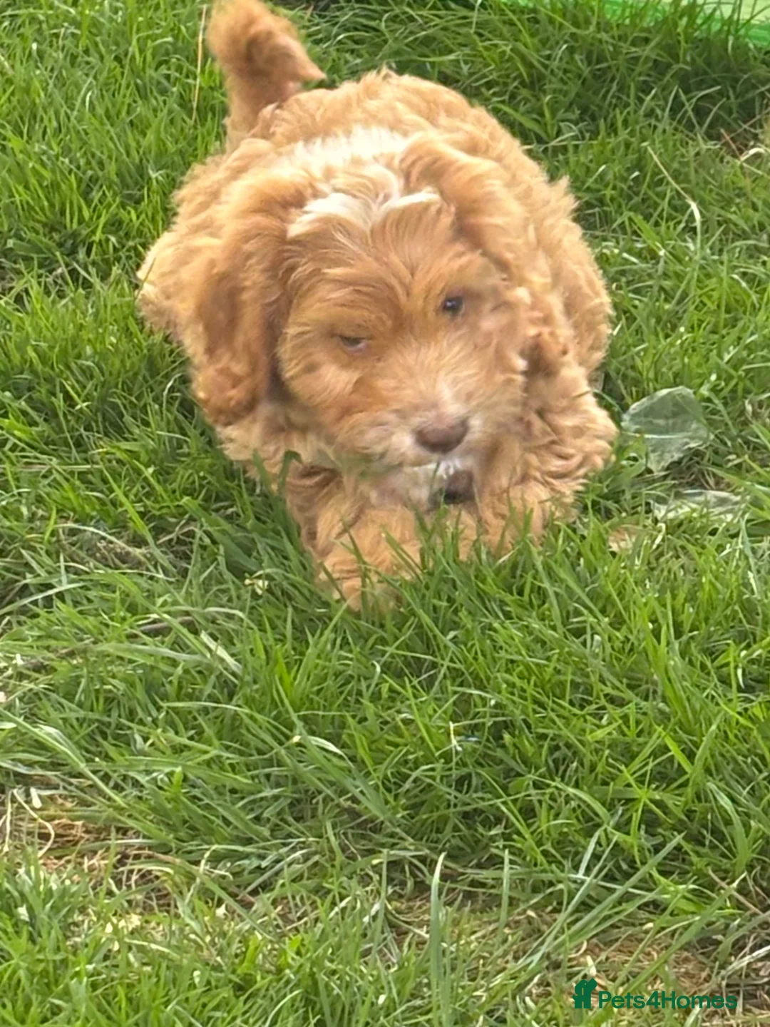 Sproodle dogs for sale: Maggie Our Last Sproodle Little Girl Available  - Advert 2