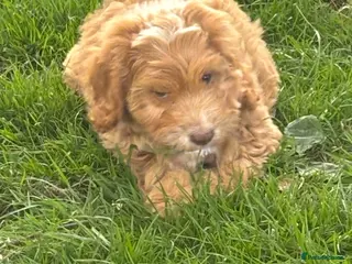 Sproodle dogs Maggie Our Last Sproodle Little Girl Available - Advert 4