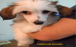 Chinese Crested dogs for sale: 3 Chinese Crested boys - Image 11